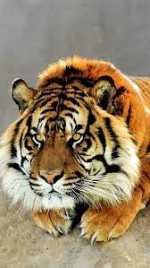 This Stunning Male Tiger Though Follow Sophieeleana Wild Cats Animals Wild Animals Beautiful