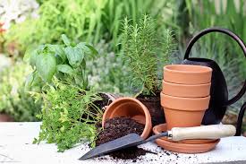 We use cookies to provide you with a better service and experience. Where To Buy Plants Online The English Garden