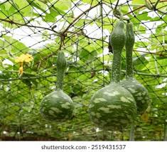 Image result for Lagenaria abyssinica