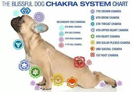 Here Is A Dog Chakra Chart It Is Useful To Know Where
