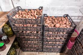5 Ways To Store Potatoes So They Last For Months In 2020 How To Store Potatoes Canned Potatoes Food