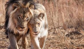 Lion - Fun Facts | Saving The Survivors