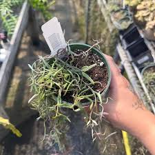 Image result for Ceropegia gracilior