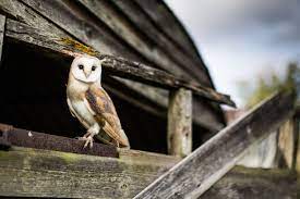 Yes you can keep the owls as pets which does not come under the wildlife act 1972. 6 Reasons Why Owls Make Bad Pets