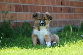 Check spelling or type a new query. Pet Boarding In Madison Al Madison Animal Care Hospital