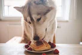 Plus, playing with your pet is sure to liven up your day, no matter how dull it may seem. National Dog Biscuit Day 2021 The Animal Medical Center