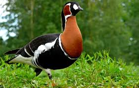 Wild Bird Wallpapers Top Free Wild Bird Backgrounds Wallpaperaccess We've gathered more than 5 million images uploaded by our users and sorted them by the most popular ones. wild bird wallpapers top free wild