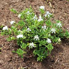 Image result for Gardenia subacaulis