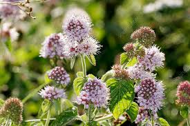 Image result for Mentha aquatica