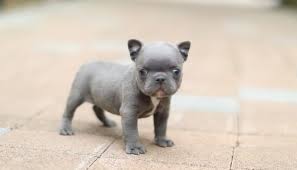 Blue french bulldog puppies, the rare and beautiful merle french bulldog puppies, white french bulldog puppies, and teenie tiny miniature french bulldog puppies. The Teacup French Bulldog Facts About Mini French Bulldogs