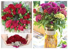 Cockscomb Mix Tall Celosia Argentea Cristata 50 Seeds