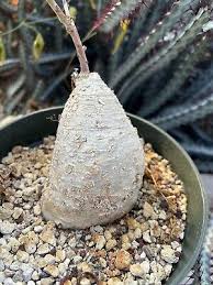 Image result for Adenia