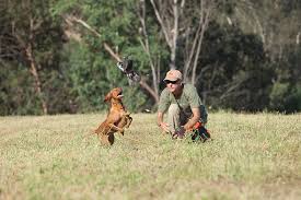 Check spelling or type a new query. Fire Mountain Vizslas Southern California Vizsla Breeder