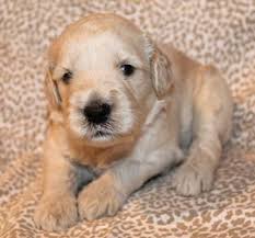 Located in manitowoc, wisconsin along lake michigan. F1b Sugardoodle Style Goldendoodle Puppies Ready Dec 13th For Sale In Manitowoc Wisconsin Classified Americanlisted Com