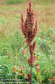 Image result for Rumex