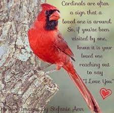 62 New Ideas For Red Bird Quotes Signs Heavens Bird Quotes Cardinal Birds Cardinal Birds Meaning