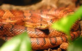 corn snake wikipedia