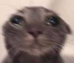 cat funny Meme Generator - Imgflip