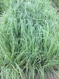 Image result for Andropogon schirensis