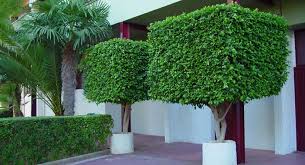 Image result for ficus benjamina en casa
