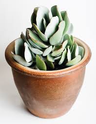 Image result for Crassula morrumbalensis