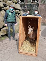 Handeln aus einer emotion heraus gehört eher zu den selteneren fauxpas. Eine Kommt Einer Geht Und Zwei Werden Geboren Tierpark Nordhorn