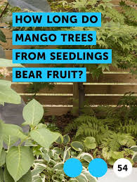 Dry, warm weather is ideal for getting mango trees to bear fruit. Learn How Long Do Mango Trees From Seedlings Bear Fruit How To Guides Tips And Tricks Garden Soil Mango Tree Soil