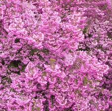 Image result for Erica benguelensis