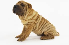 We also have at times miniature shar pei puppies, exquisite blue shar pei puppies and our black shar pei puppies are exceptional with coats that are shiney like mink. Shar Pei Zooplus Magazine