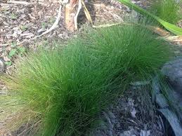 Image result for Fimbristylis dichotoma