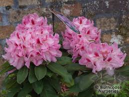 Rhododendron Furnivall S Daughter Inkarho Rhododendrons