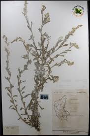 Image result for Gnaphalium polycaulon