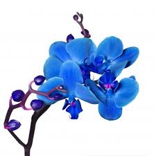 orchidée