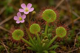 Image result for Droseraceae