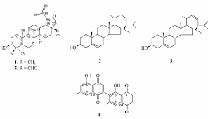 Image result for Diospyros chamaethamnus