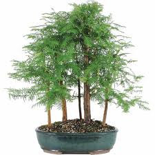 Dawn Redwood Tree Grove Walmart Com Walmart Com