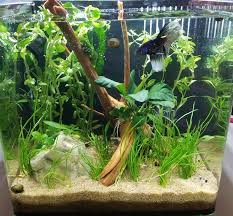 Can betta fish live with shrimp? Low Light Non Co2 Betta And Shrimp Nano Barr Report Forum Aquarium Plants