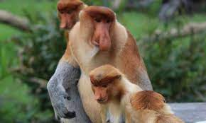 Check spelling or type a new query. The Mystery Behind The Proboscis Monkey S Big Nose