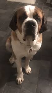 Pin By Lily Mercier On Dedicated To My Dog Hugo Who Was The Best Saint In The World Saint Bernard St Bernard Dogs Bernard Dog