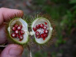 Image result for Bixaceae