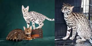 Raya kamojang km 3, samarang, garut, jawa barat telepon: 9 Perbedaan Kucing Bengal Dan Kucing Hutan Goldenmaze