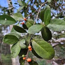 Image result for Canthium