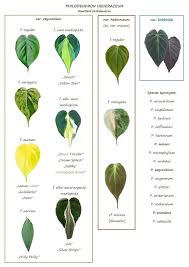 Useful Charts For You Plant Collectors In 2020 Plants Philodendron Plant Indoor Shade Plants
