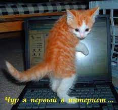 Смешные картинки котят с надписями &amp;mdash; подборка за Сентябрь