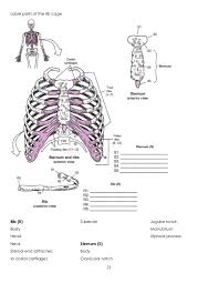 Pain under the left rib cage can arise from any organ in the left upper abdomen or chest, spine, or the left ribs themselves. Solved Label Parts Of The Rib Cage S1 4sternum True Anter Chegg Com