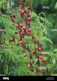 Image result for Diplocyclos