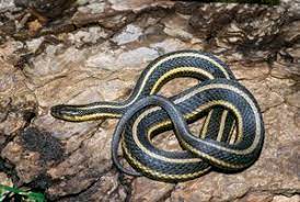 Dnr Butler S Garter Snake Thamnophis Butleri Snake Beautiful Snakes Amphibians