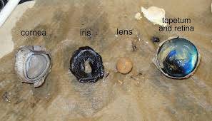 Mr exham is a biology teacher who likes making sense of biology. Virtual Cow Eye Dissection Eye Parts Cow Eyes Eye Parts Dissection