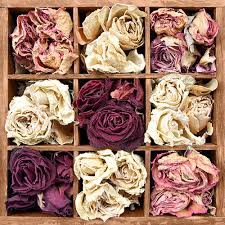 Maybe you would like to learn more about one of these? Grower Direct Flowers For Drying