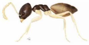 Fourmis